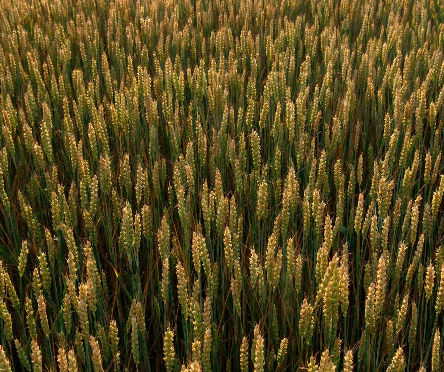 Regulator wzrostu Rigid NT zdjęcie pole zbóż