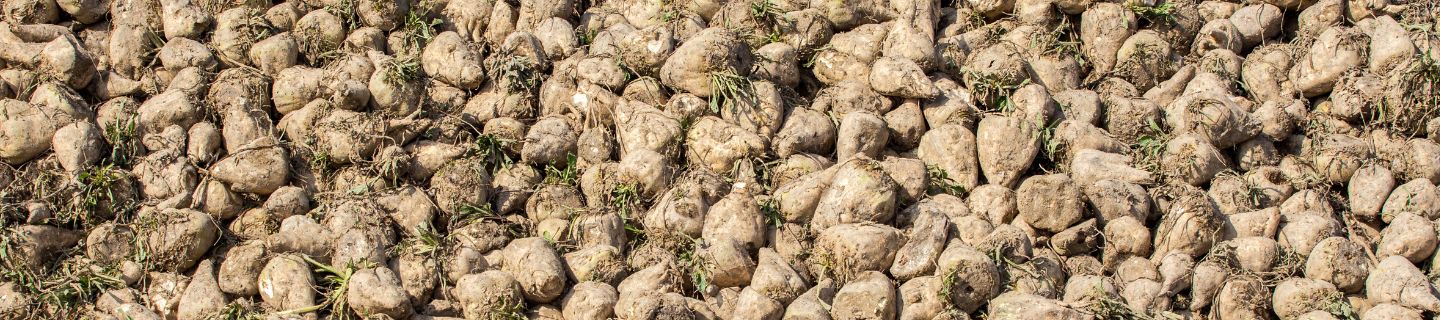 skosnik buraczak burak cukrowy