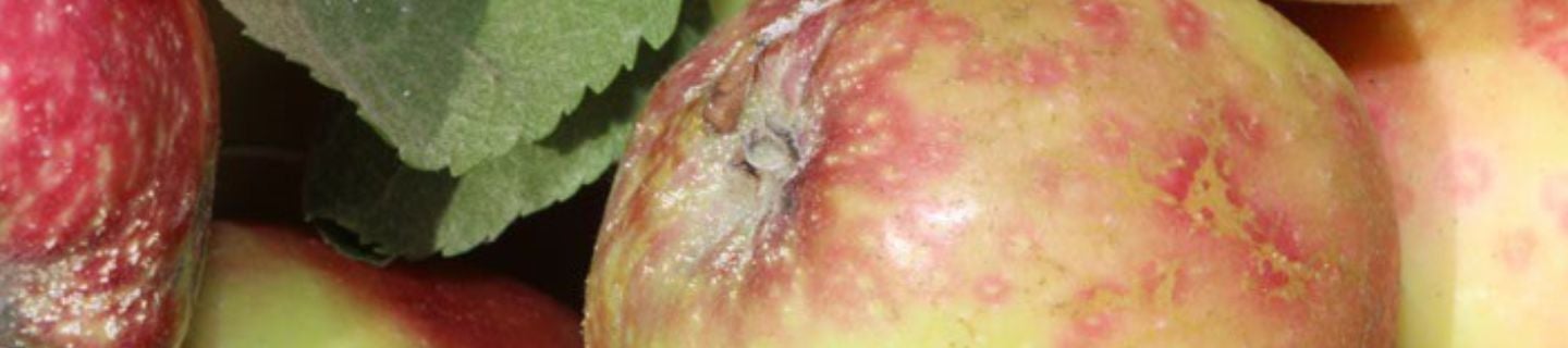 Tarcznik niszczyciel - Exirel