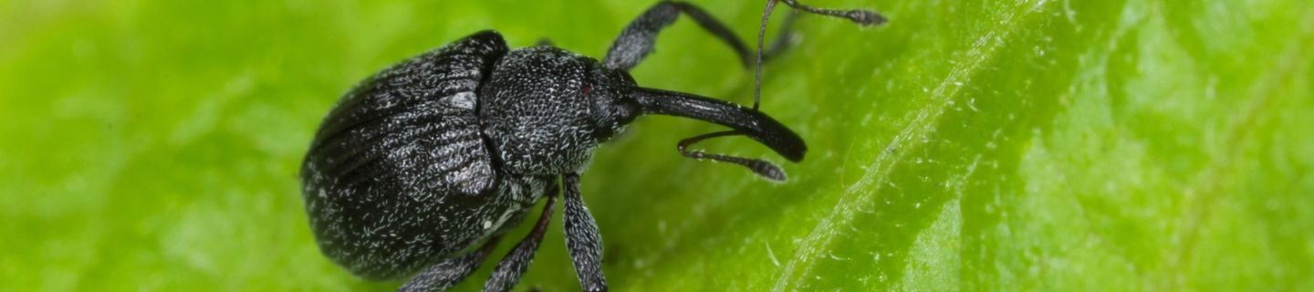 kwieciak malinowiec verimark