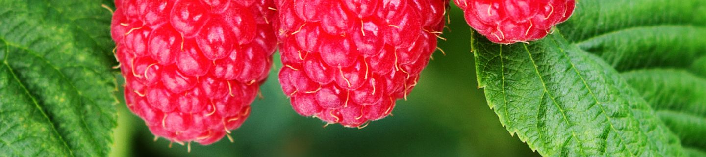 Rozszerzenie stosowania produktu Spotlight® Plus