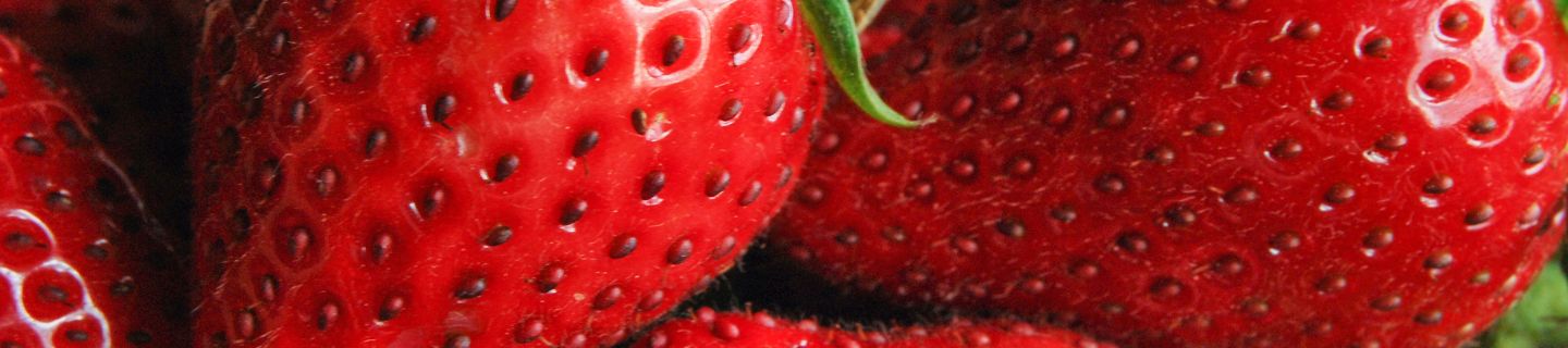 Herbicyd Venzar 500 SC ochrona truskawki