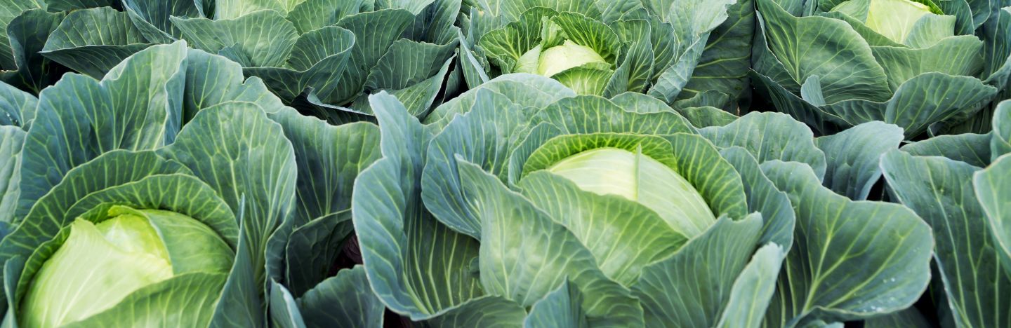 Accudo biostymulator