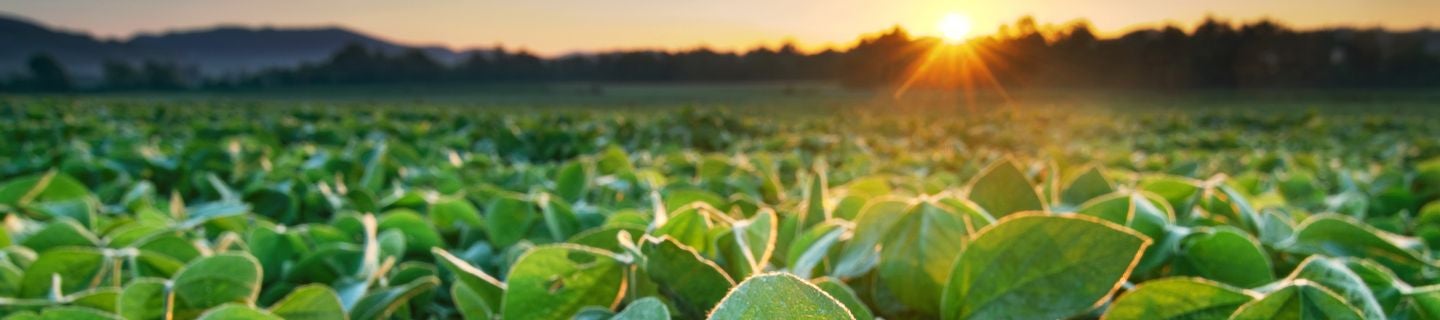 Rejestracja Nero® 424 EC została rozszerzona o soję w uprawach i zastosowaniach małoobszarowych