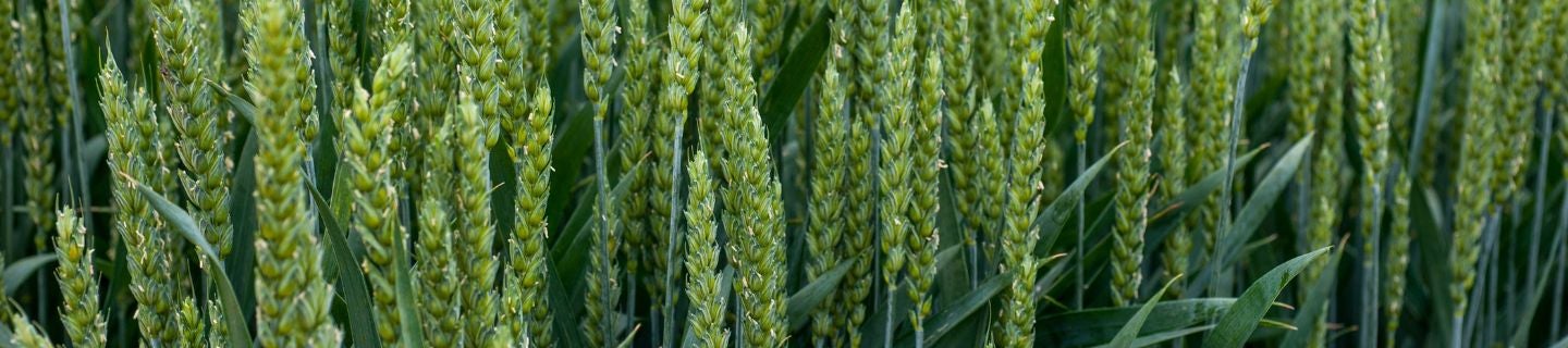 Nowości produktowe FMC Agro Polska 2025