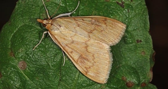 omacnica prosowianka