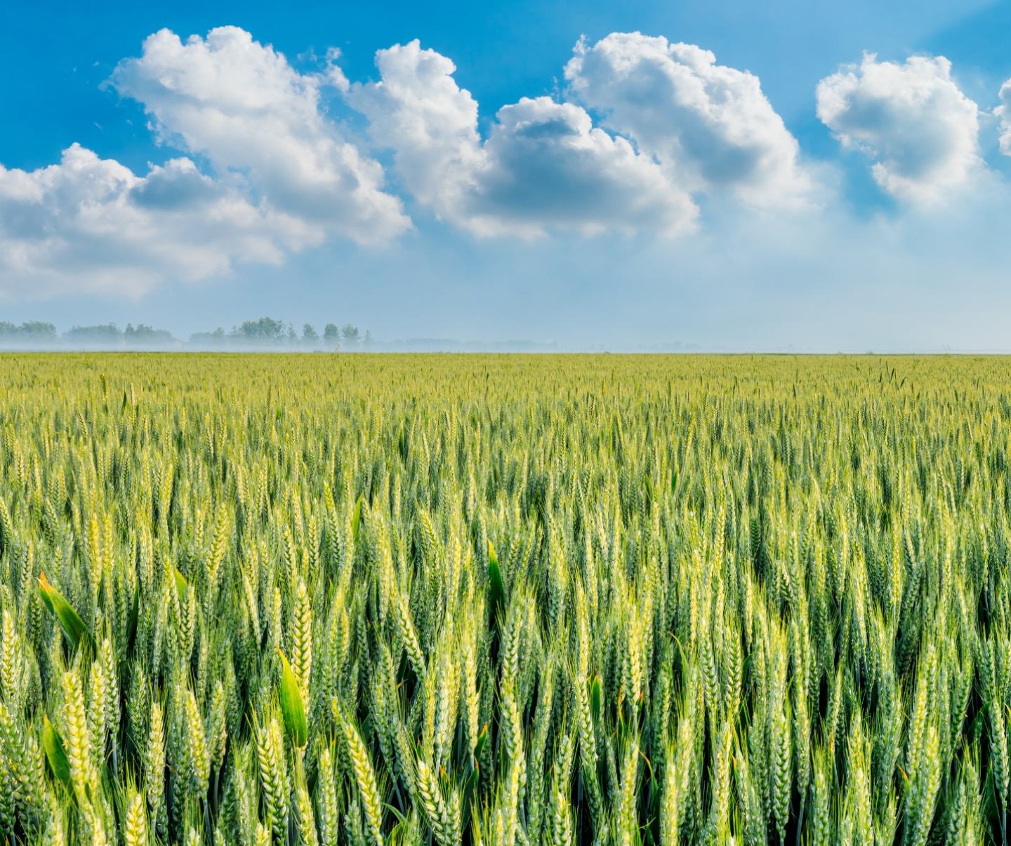 Promino Extra 240 EC Fungicyd Foto 