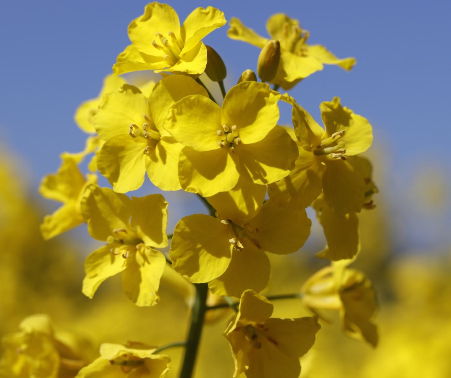 Nuyard 100 EC Insektycyd Foto 