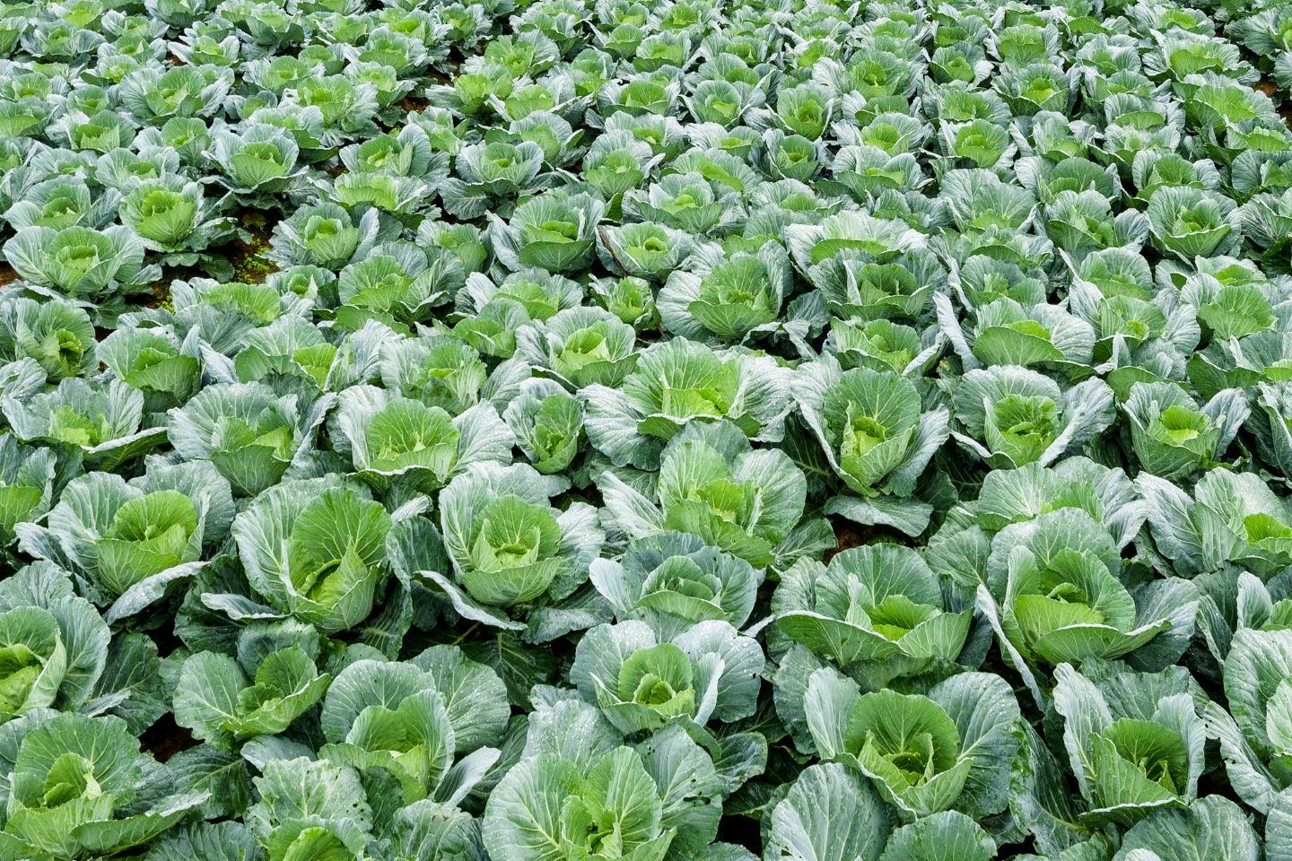 Insektycyd Verimark® 200 SC - Zaprawianie rozsad okiem plantatora