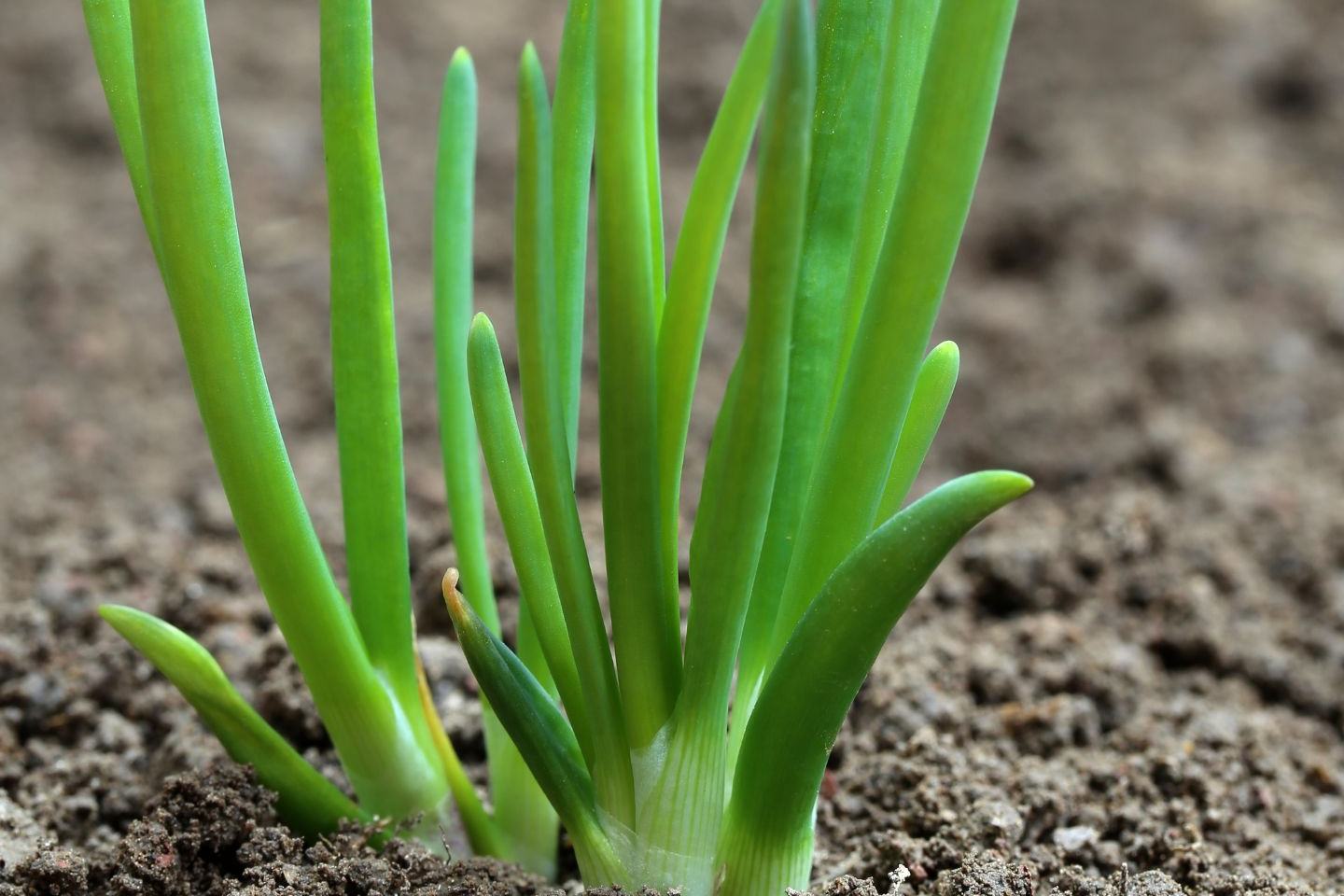 benevia ochrona cebuli
