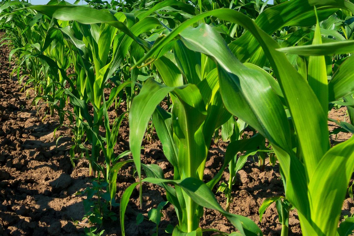 Maize Extra - KARTA CHARAKTERYSTYKI