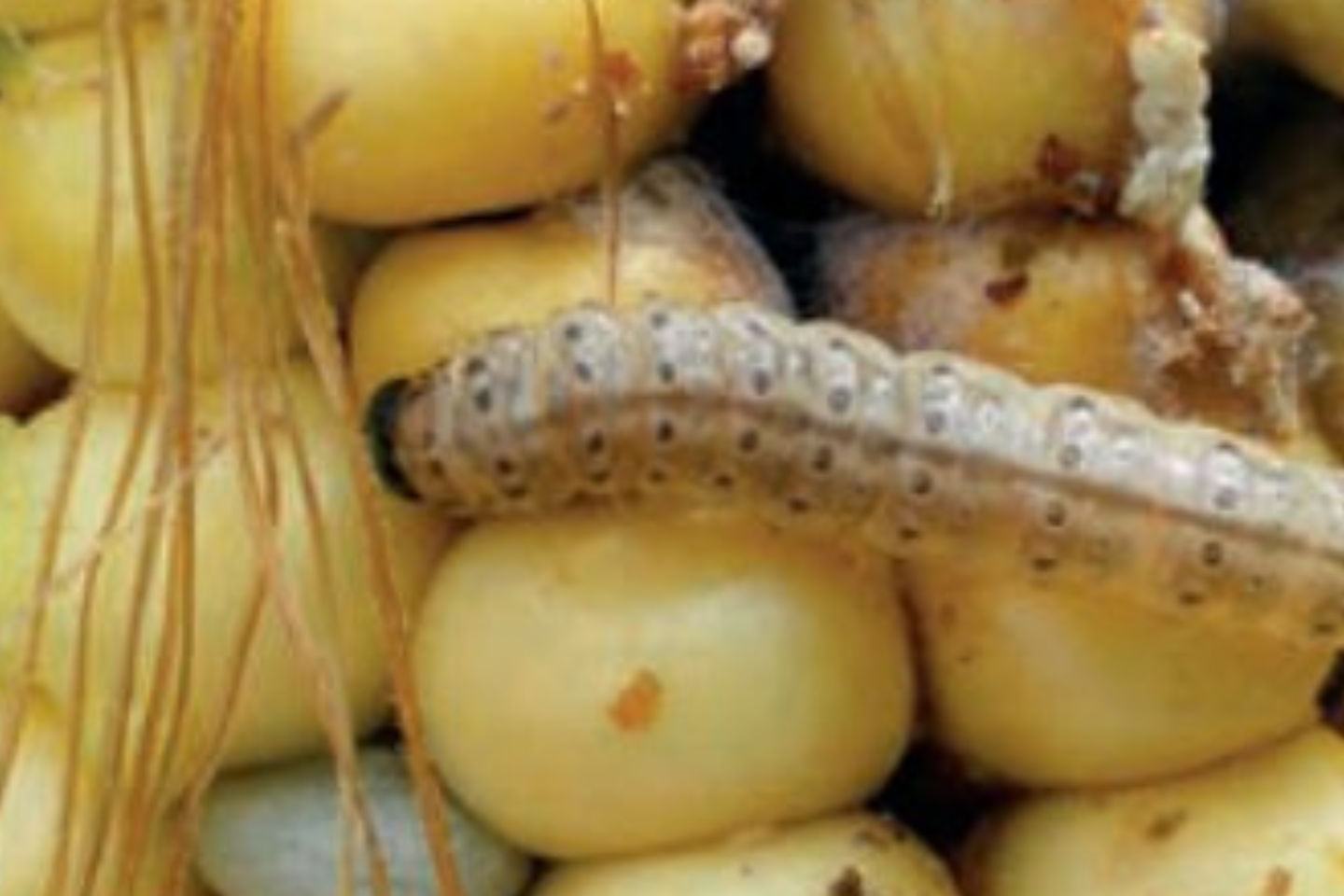 Coragen® 200 SC - Twój wstęp do walki z omacnicą prosowianką