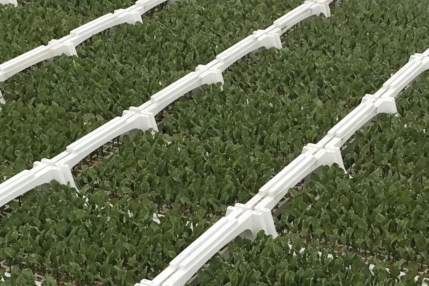 Jak stosować insektycyd Verimark® od FMC Agro Polska?