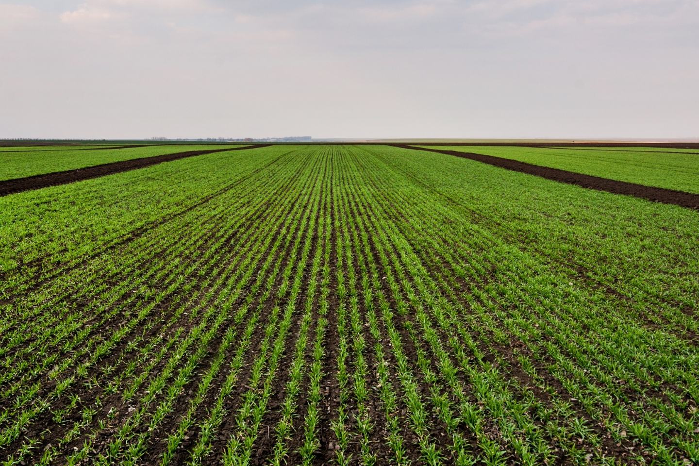 MeriFlex® Pro - ulotka produktowa  