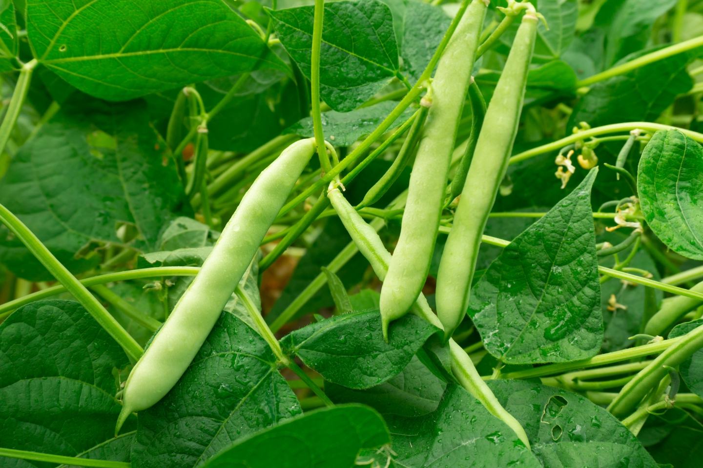 Coragen® 200 SC - rozszerzenie rejestracji na uprawę fasoli szparagowej