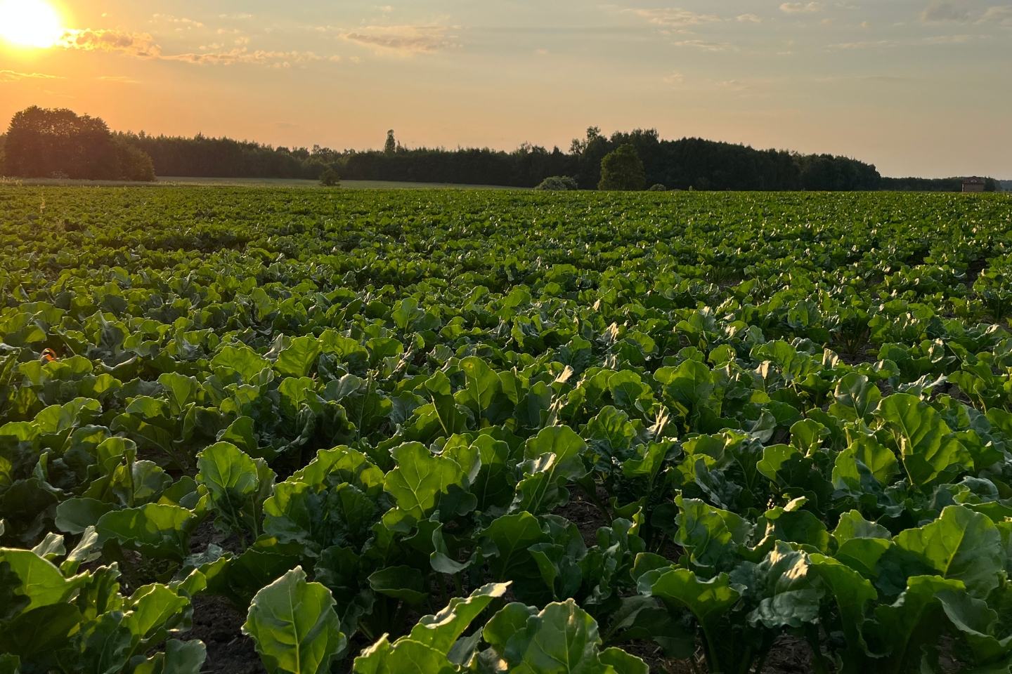 Venzar® Pro - ETYKIETA 2