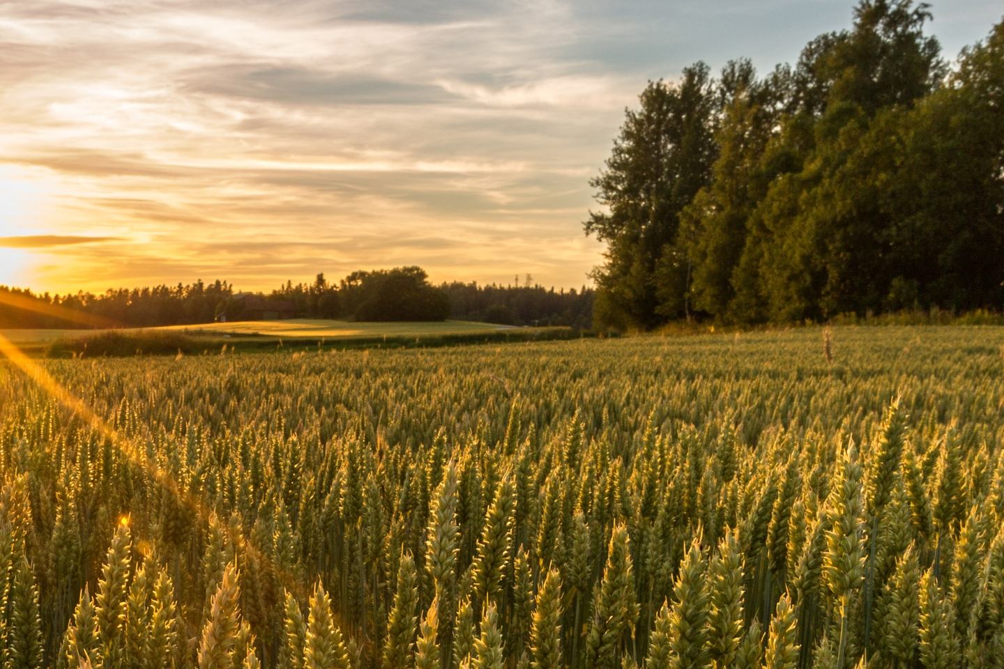 Biopower 276,5 SL - KARTA CHARAKTERYSTYKI 