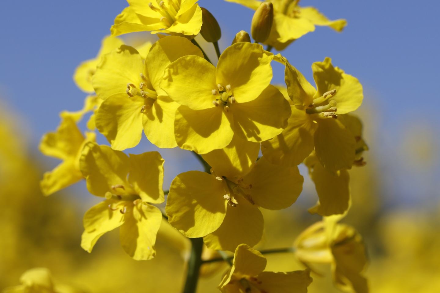 Nuyard 100 EC - KARTA CHARAKTERYSTYKI 