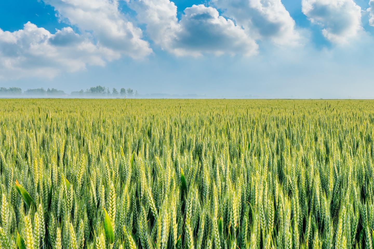 Promino Extra 240 EC - Skuteczność, którą widać