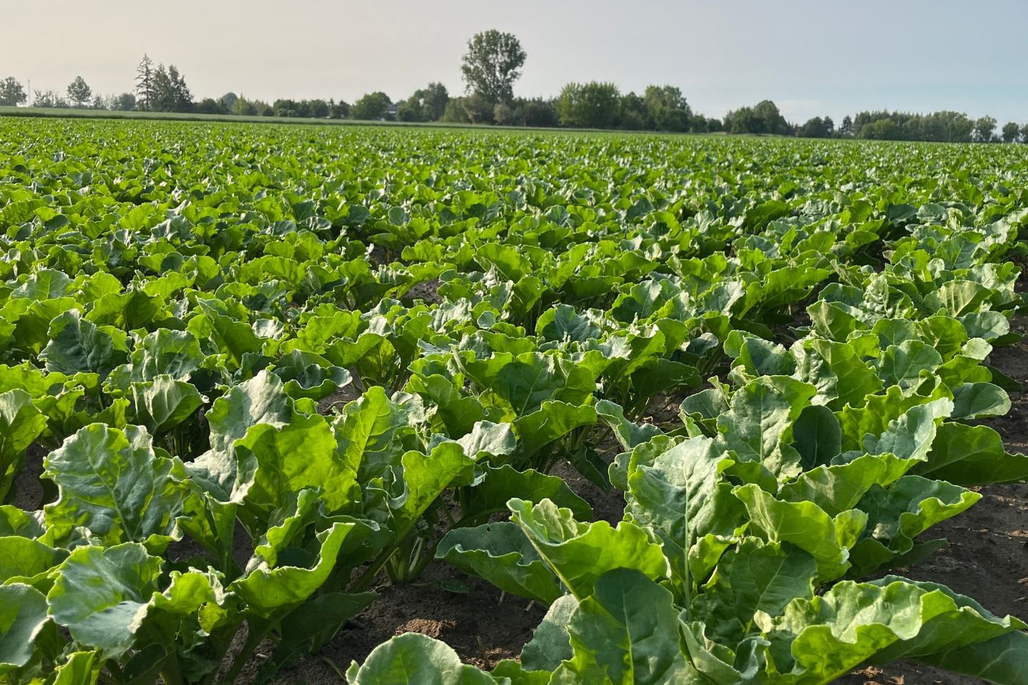 Irazu® 100 SE - KARTA CHARAKTERYSTYKI 